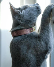 Load image into Gallery viewer, The "Nostalgia Rose" designer cat collar