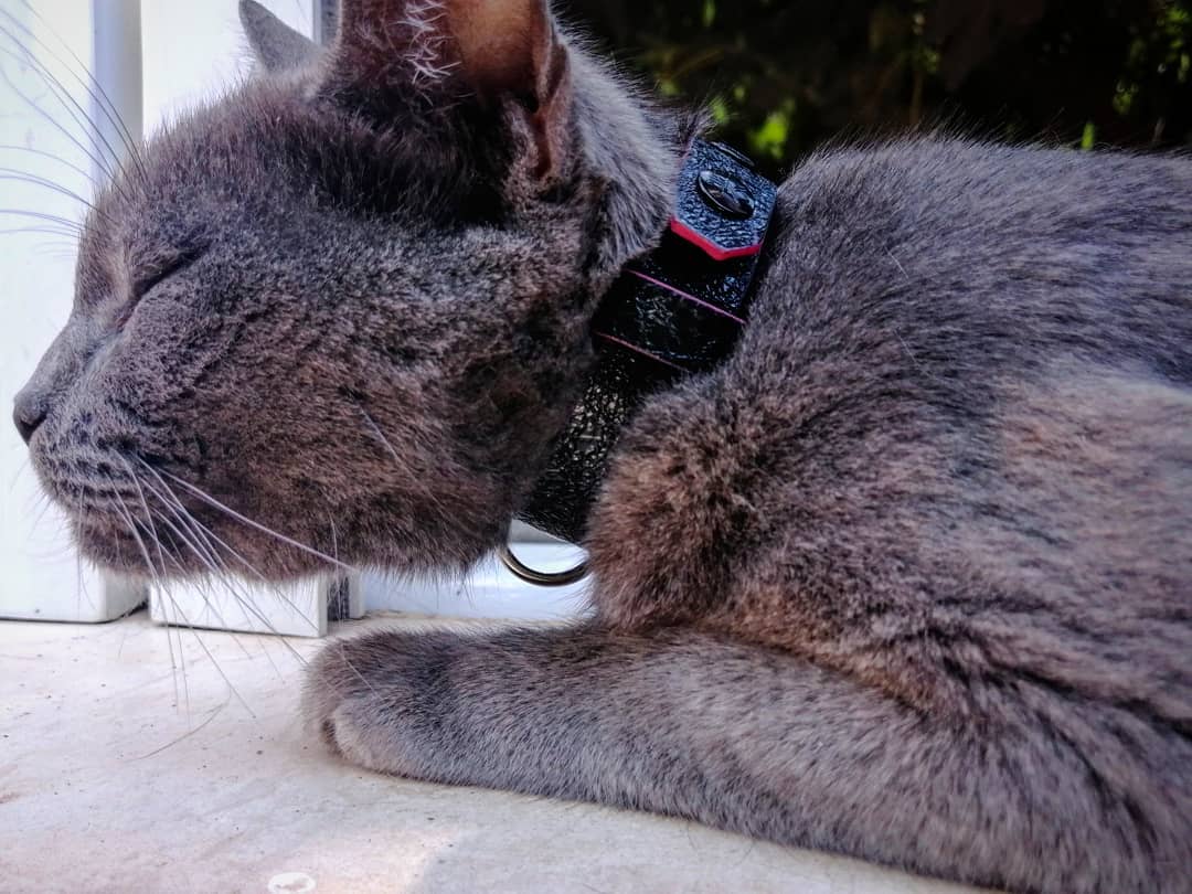 The ''Moby'' designer cat collar – Bestia Cats
