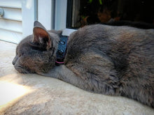 Load image into Gallery viewer, The "Taurus" designer cat collar