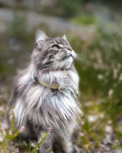 Load image into Gallery viewer, The "Balthazar" designer cat collar