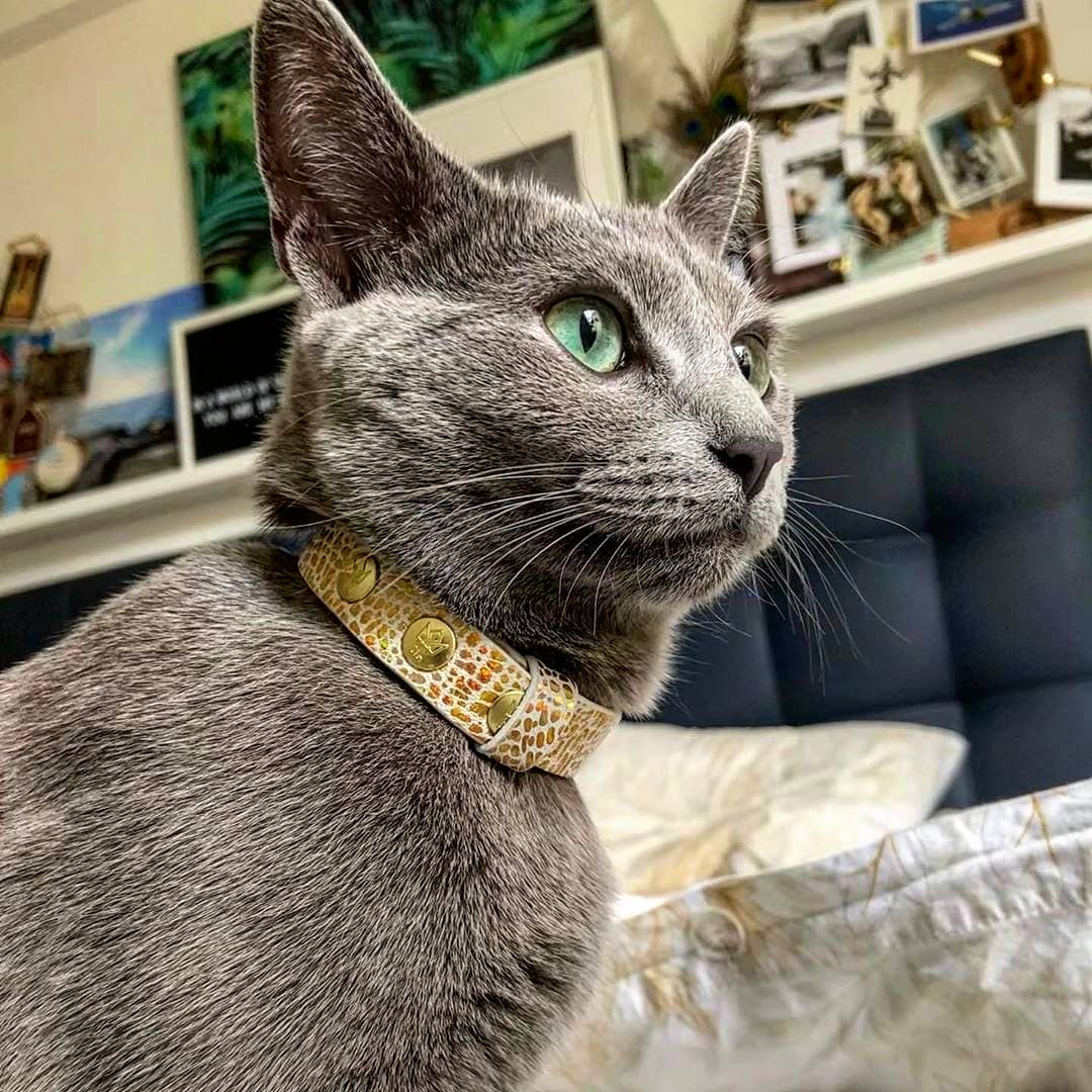 designer cat collars