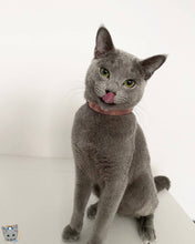 Load image into Gallery viewer, The "Nostalgia Rose" designer cat collar