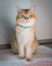 Load image into Gallery viewer, The "Aquamarine" designer cat collar