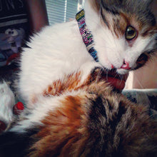 Load image into Gallery viewer, The ''Moby'' designer cat collar