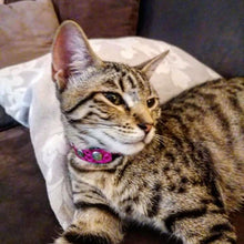 Load image into Gallery viewer, The "Corfu"  designer cat collar