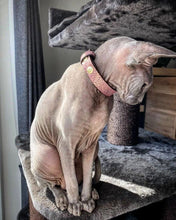 Load image into Gallery viewer, The "Nostalgia Rose" designer cat collar