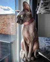 Load image into Gallery viewer, The "Nostalgia Rose" designer cat collar