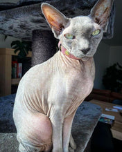 Load image into Gallery viewer, The "Nostalgia Rose" designer cat collar