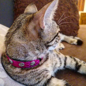 The "Corfu"  designer cat collar