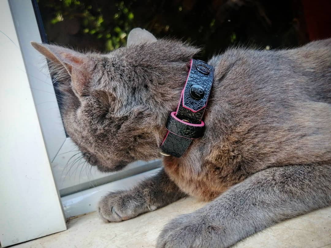 The Taurus designer cat collar – Bestia Cats