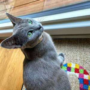 The "Balthazar" designer cat collar
