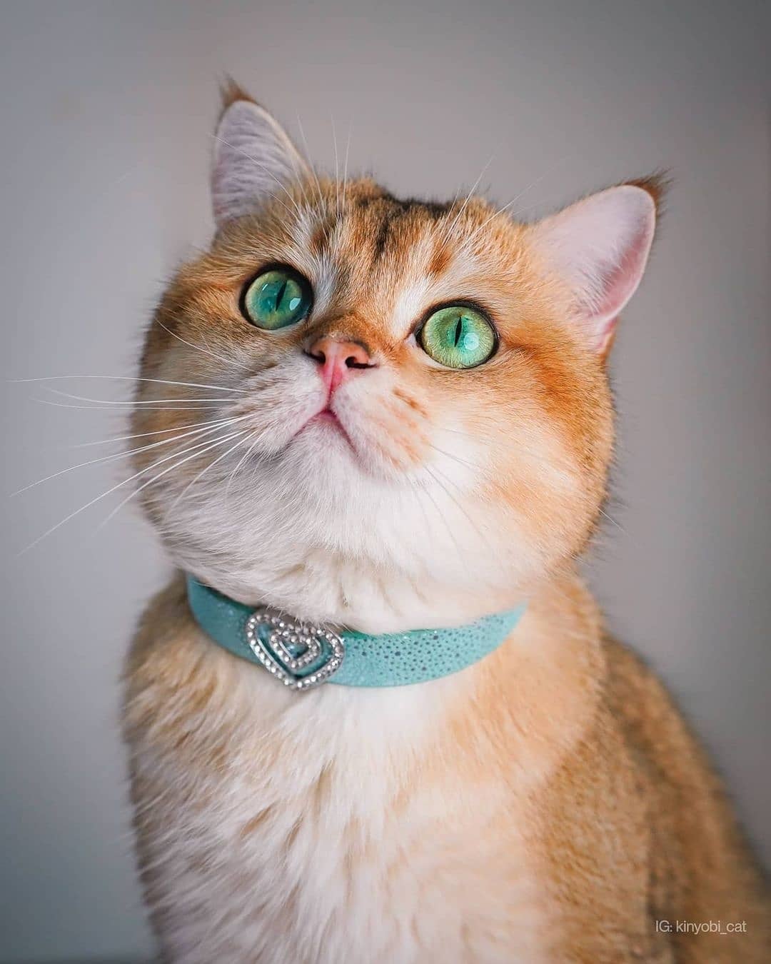 The Aquamarine designer cat collar