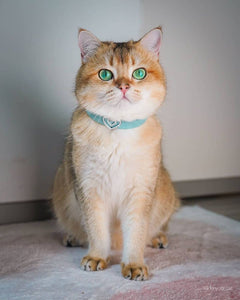 The "Aquamarine" designer cat collar
